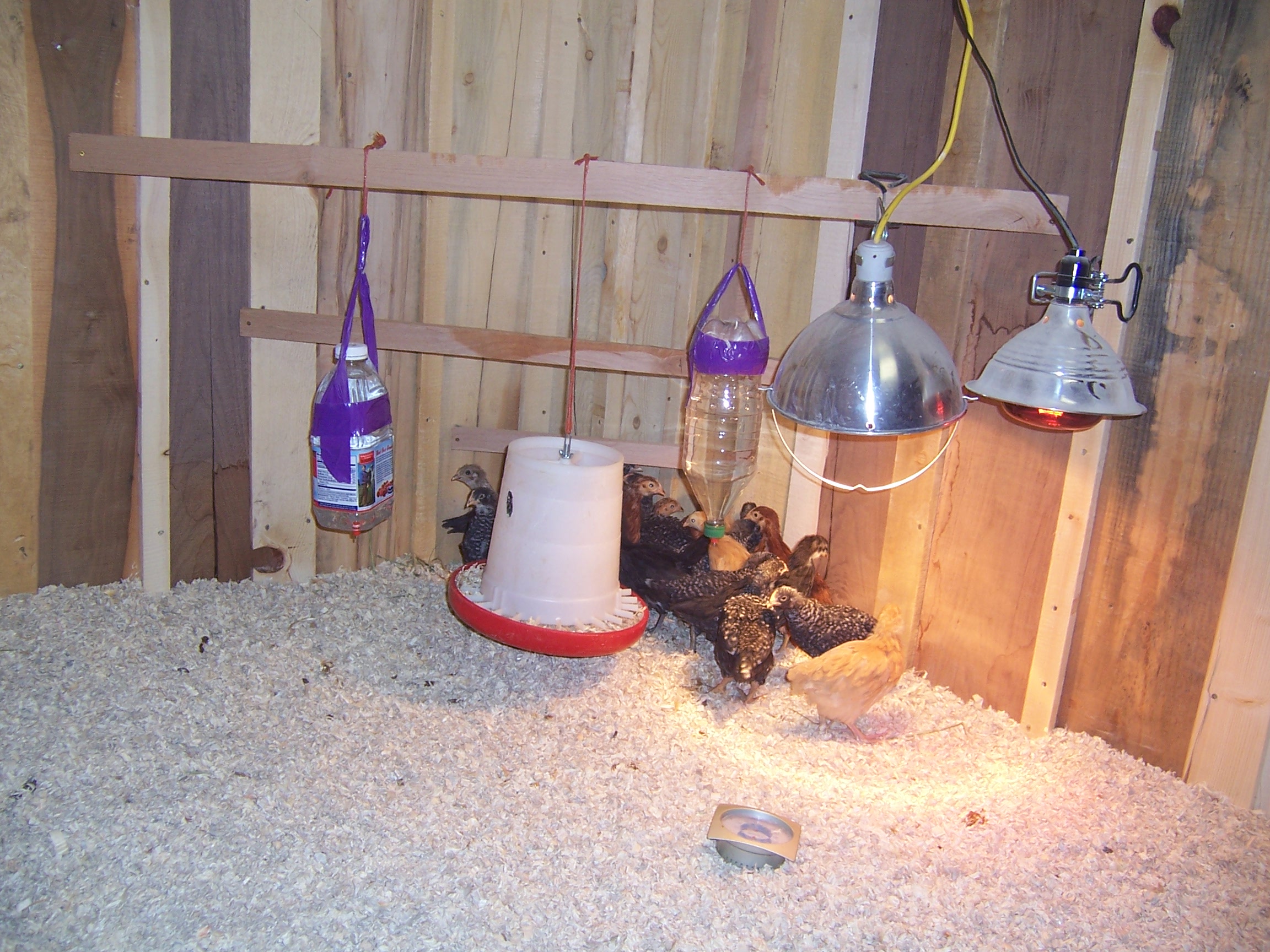 10 Benefits Of Heat Lamp For Chickens Warisan Lighting