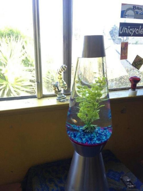 fish-lava-lamp-photo-9