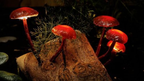 magic-mushroom-lamp-photo-10