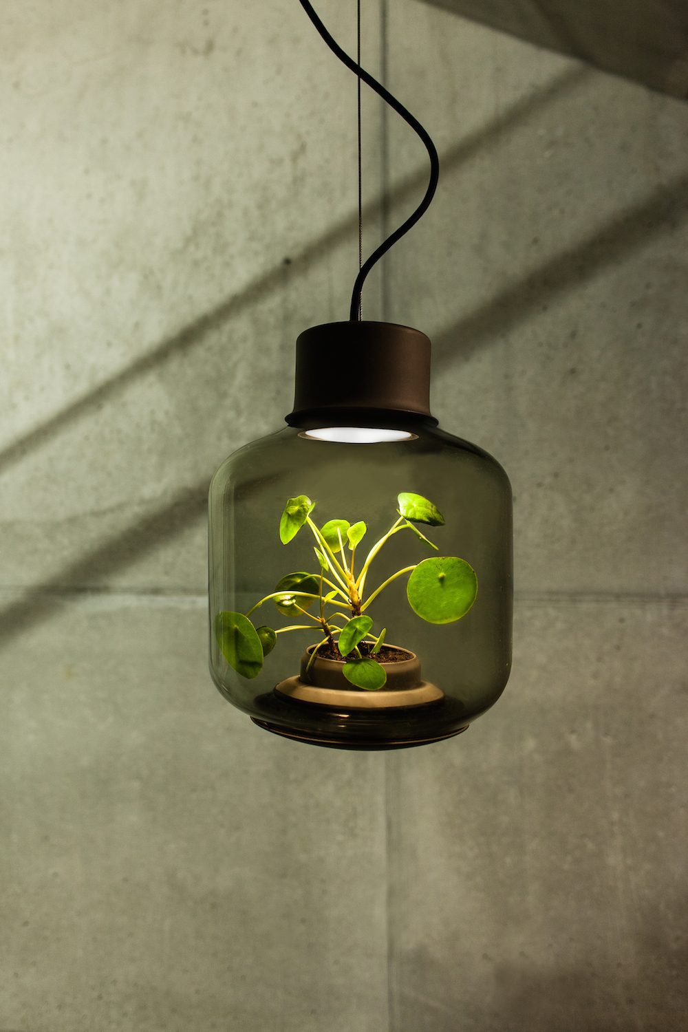 terrarium-lamp-photo-12