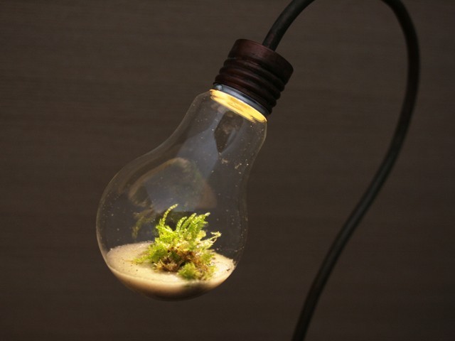 terrarium-lamp-photo-14