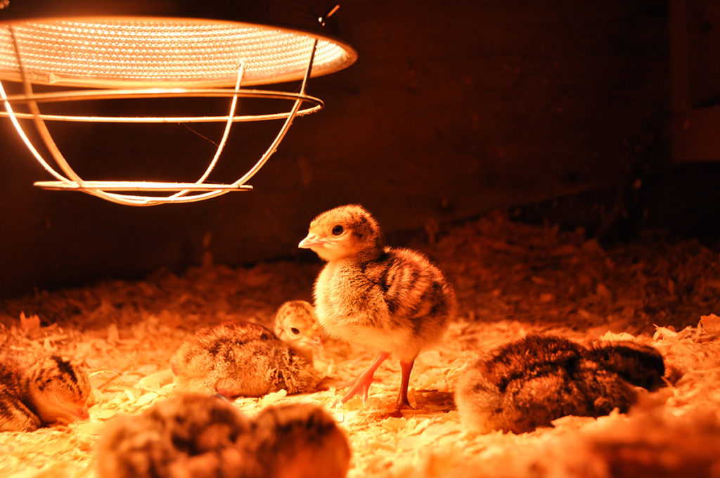 10 benefits of Heat lamp for chickens Warisan Lighting