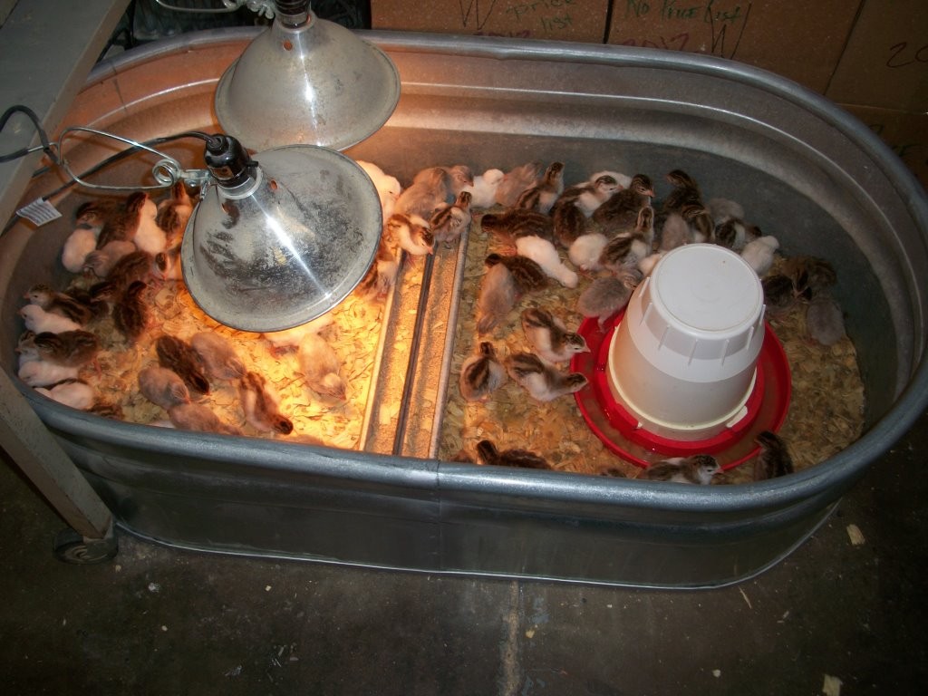 10 benefits of Heat lamp for chickens Warisan Lighting