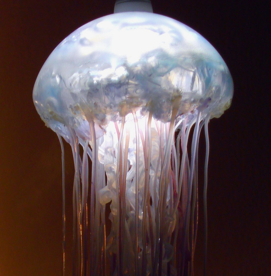 Jellyfish lamps - 10 reasons to buy - Warisan Lighting