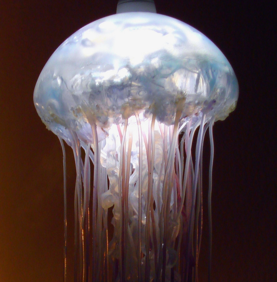 Jellyfish lamps 10 reasons to buy Warisan Lighting