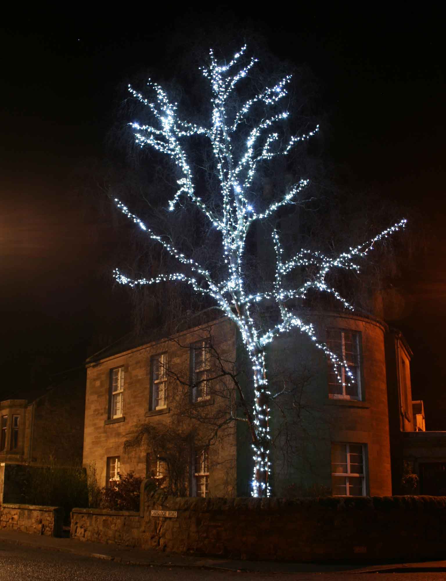 external christmas tree lights