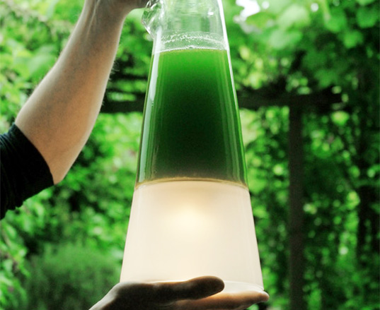 algae lamp photo - 2