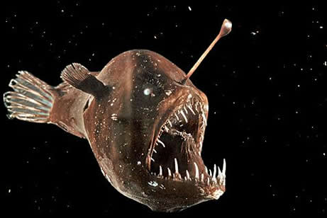 angler fish lamp photo - 1