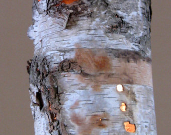 birch lamp photo - 8