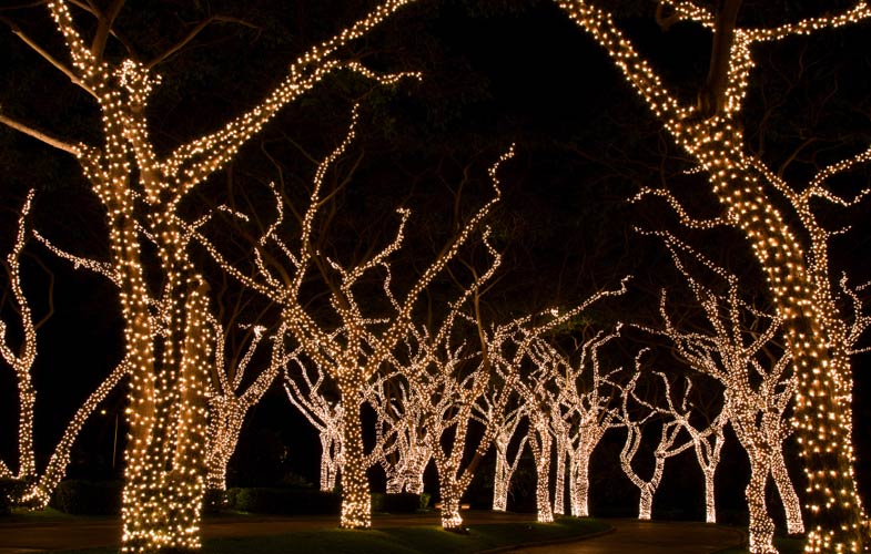 christmas light trees outdoor photo - 10