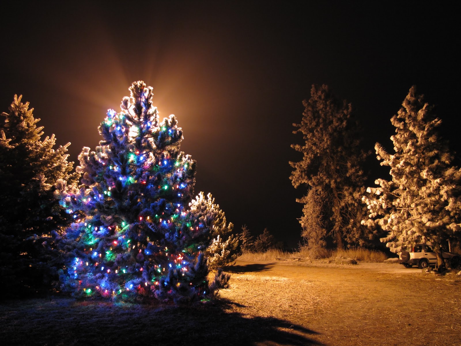 christmas light trees outdoor photo - 6