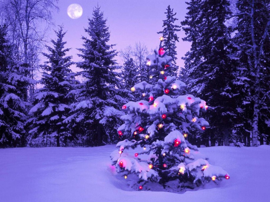 christmas lights on outdoor trees photo - 4