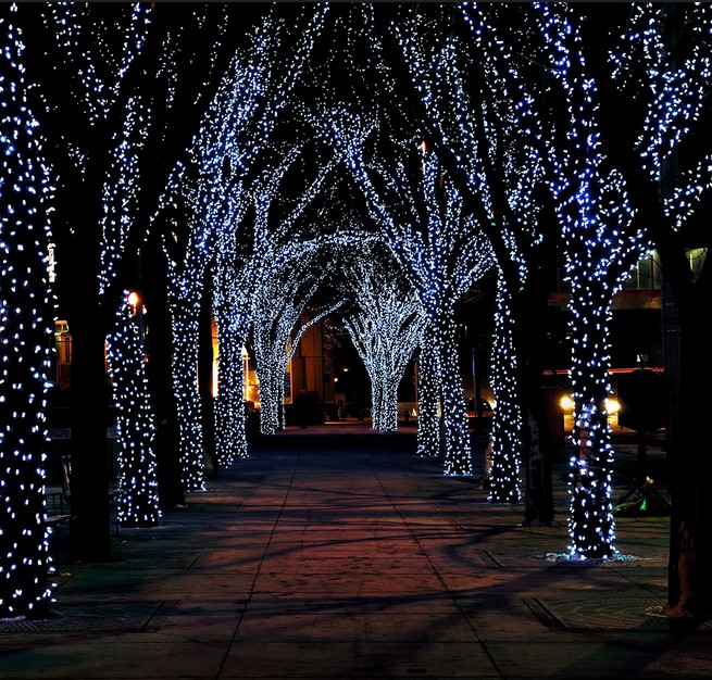 christmas lights on outdoor trees photo - 6