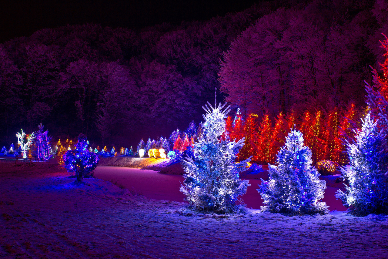 outdoor christmas trees with lights