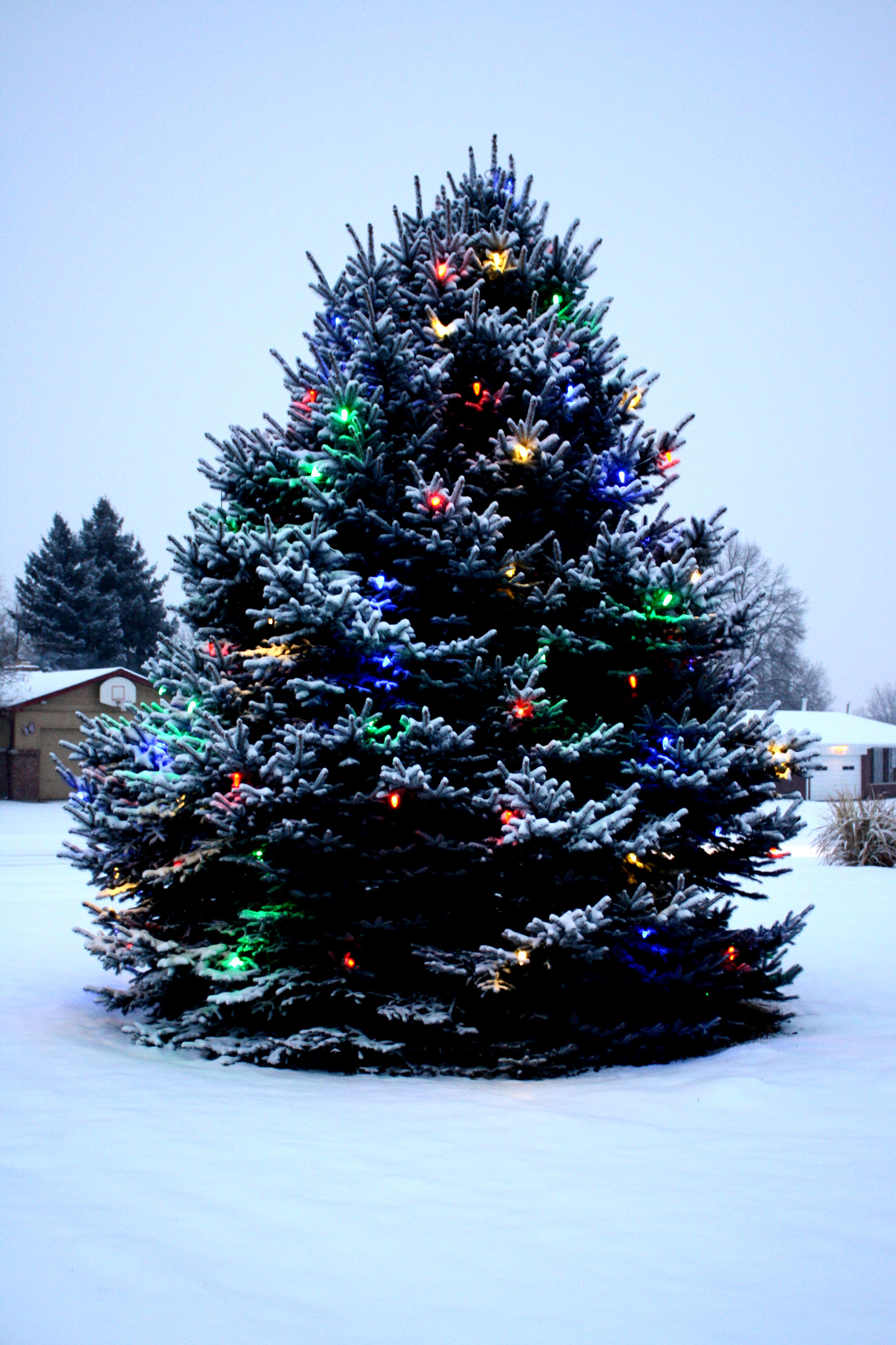 christmas lights outdoor trees photo - 8