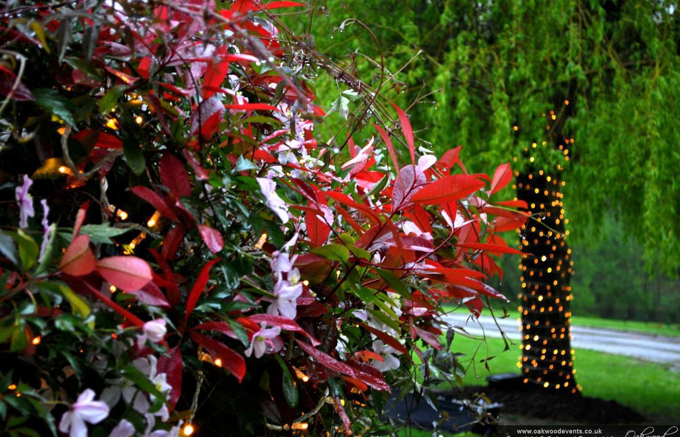 fairy lights outdoor photo - 9