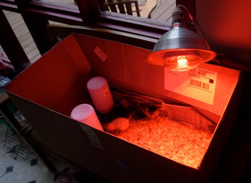 heat lamp for chickens photo - 10
