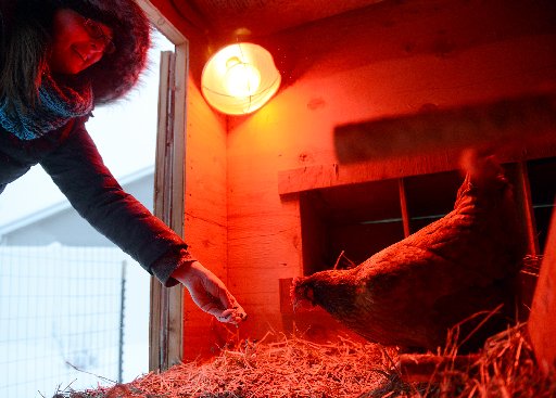 heat lamp for chickens photo - 7