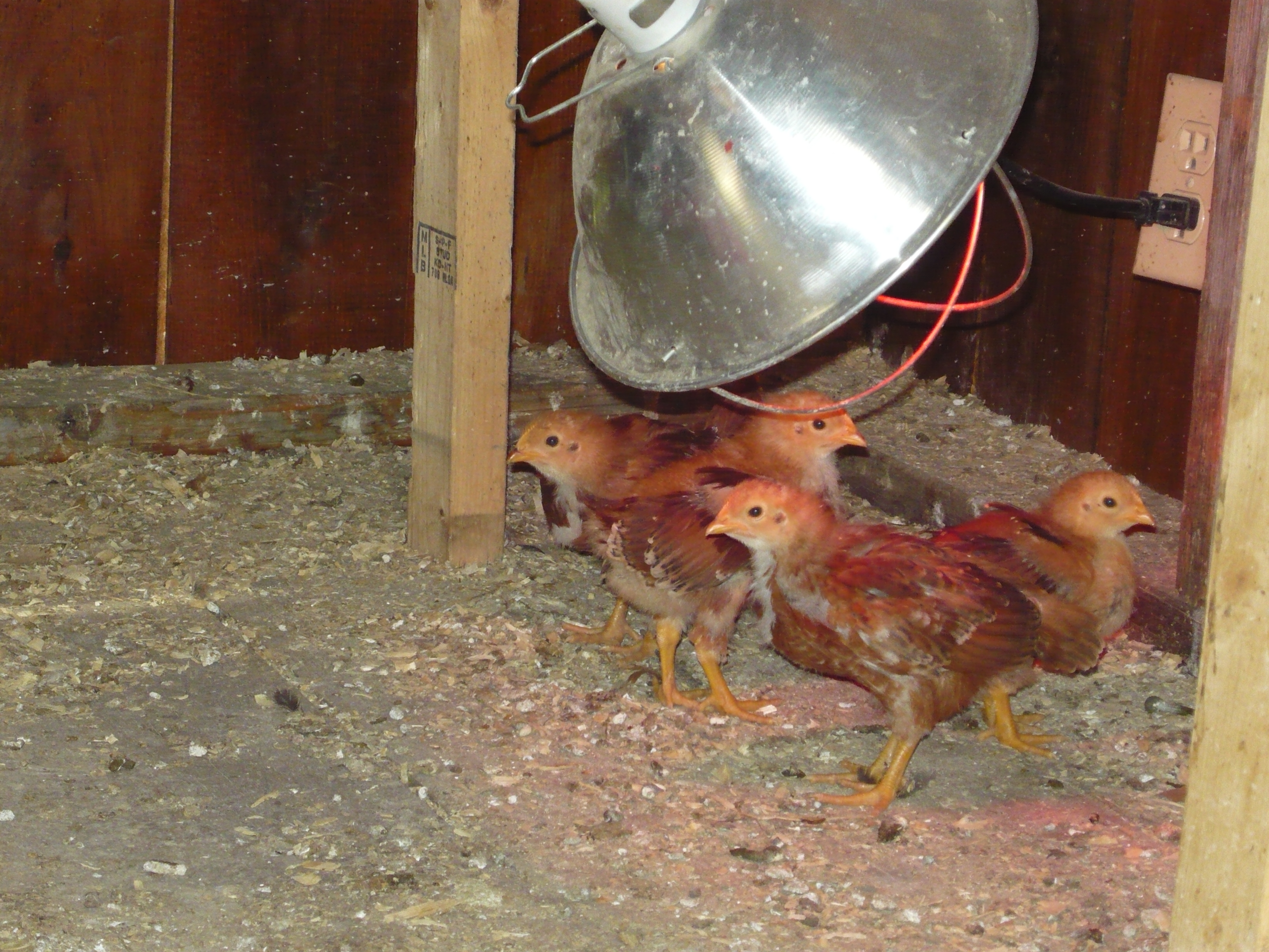 heat lamp for chickens photo - 9