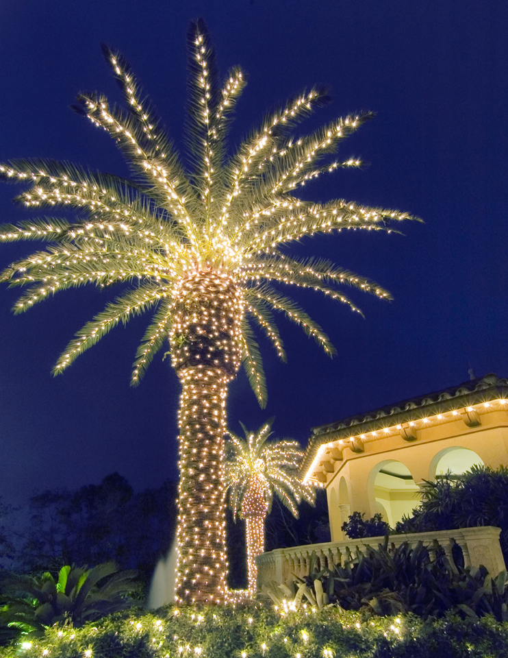 palm tree outdoor lights photo - 1