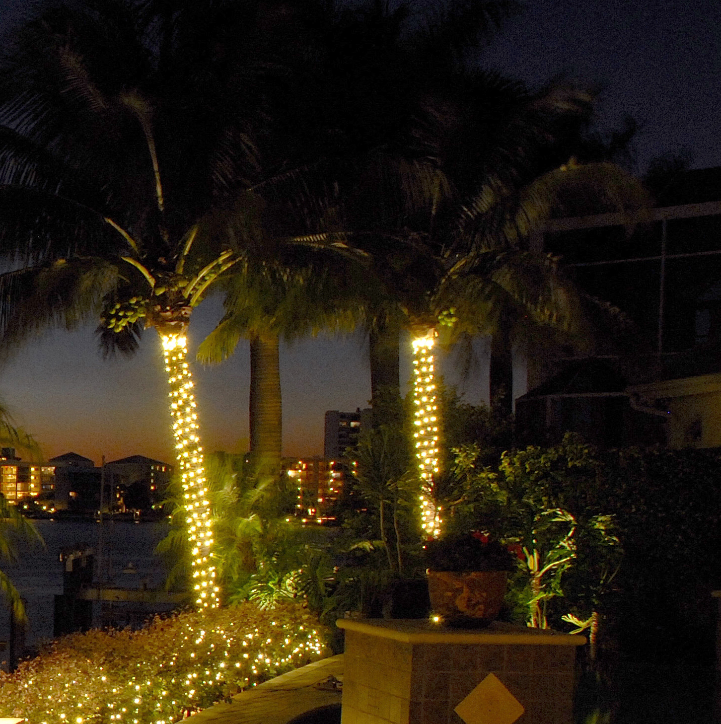 palm tree outdoor lights photo - 3