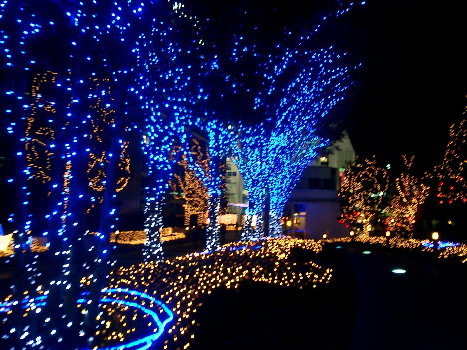 professional outdoor christmas lights photo - 3